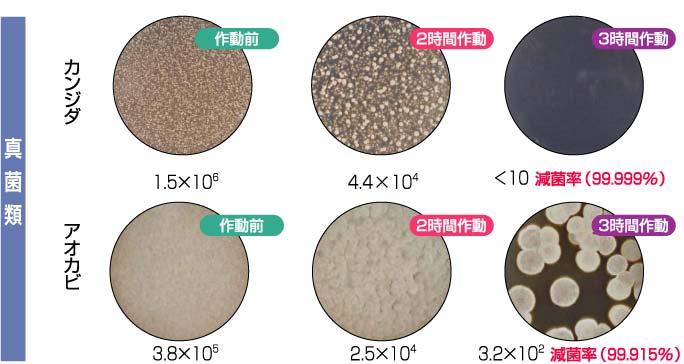 測定生菌数 真菌類（カンジダ・アオカビ）写真